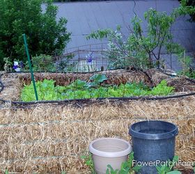 straw bale garden aka hot bed, diy, gardening, go green, homesteading, raised garden beds