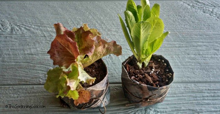 make your own diy newspaper seed pots, container gardening, crafts, gardening, how to, repurposing upcycling