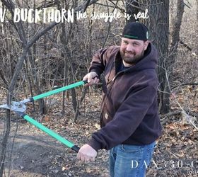 buckthorn removal the struggle is real, diy, gardening, landscape, pest control, Clipping small buckthorn