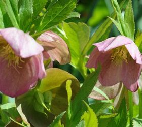 hellebore a great early bloomer for part shade, flowers, gardening, how to