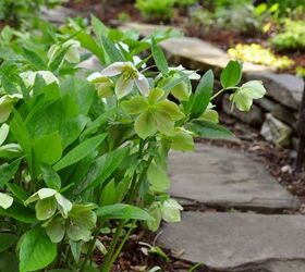 hellebore a great early bloomer for part shade, flowers, gardening, how to, Hellebore in a private garden