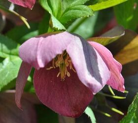 hellebore a great early bloomer for part shade, flowers, gardening, how to