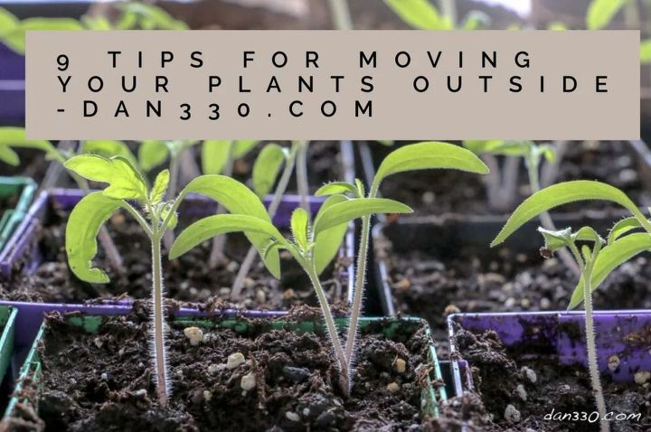 9 consejos para trasladar tus plantas al exterior con seguridad, Las plantas de semillero ya est n en marcha