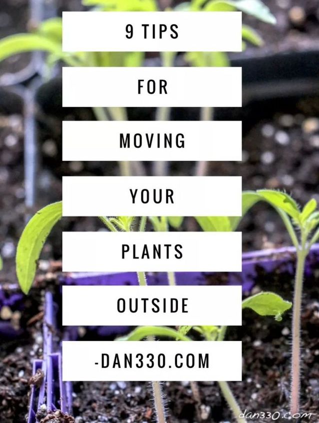 9 consejos para trasladar tus plantas al exterior con seguridad