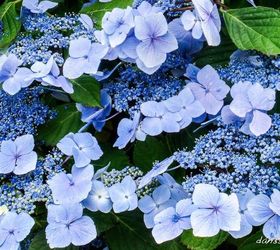tips for beautiful hydrangeas, flowers, gardening, hydrangea, Love the greens and violet in this picture