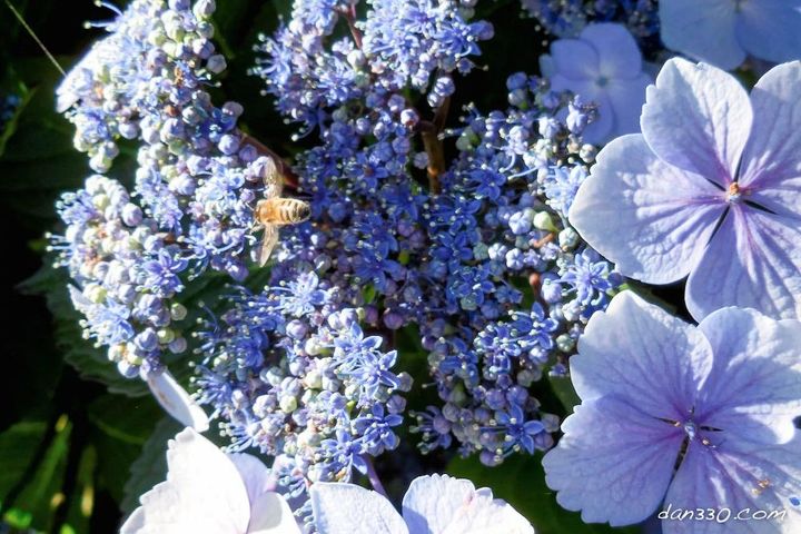 dicas para obter lindas hortnsias, Nesta foto capturamos at uma pequena abelha