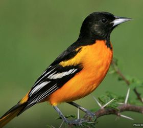 8 tips to attract orioles to your yard, animals, gardening, how to, pets animals, Photo via Audubon org