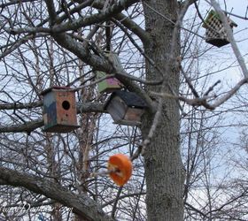 8 Tips to Attract Orioles to Your Yard