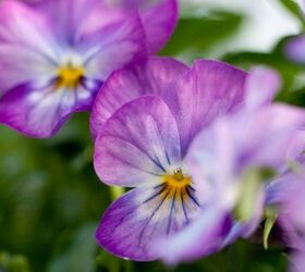 these 5 delicious edible flowers add beautiful flavor to your garden, flowers, gardening