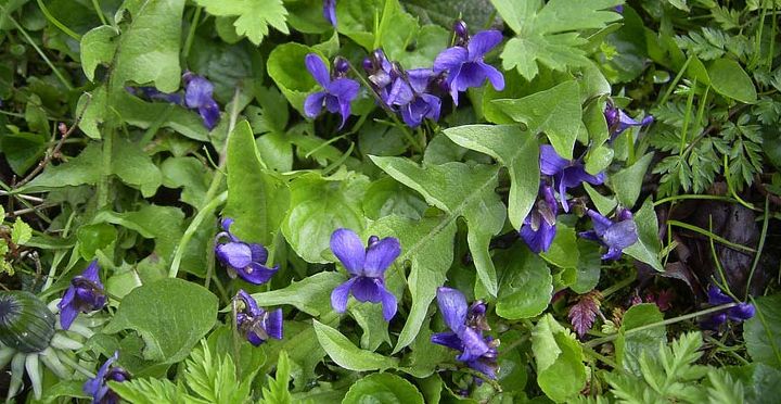 these 5 delicious edible flowers add beautiful flavor to your garden, flowers, gardening, 2 Violas