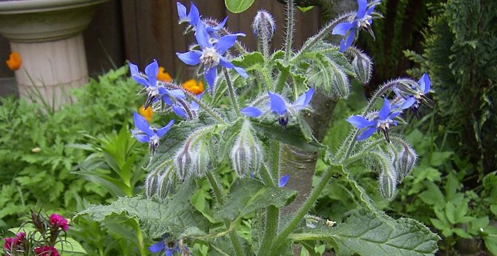 these 5 delicious edible flowers add beautiful flavor to your garden, flowers, gardening, 4 Borage