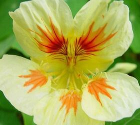 these 5 delicious edible flowers add beautiful flavor to your garden, flowers, gardening, 5 Nasturtium