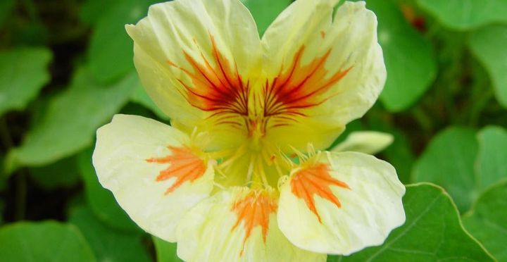 these 5 delicious edible flowers add beautiful flavor to your garden, flowers, gardening, 5 Nasturtium