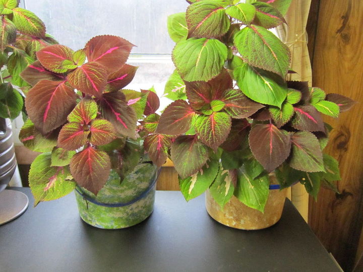 re purposed 5 qt icecream tub flower pot mini plant stand