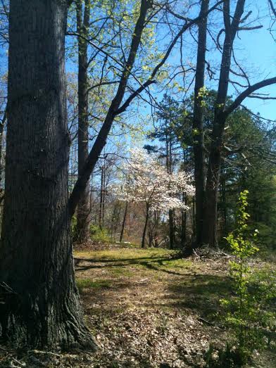 coroas de flores naturais enfeite a primavera nas montanhas ga, Os dogwoods est o florescendo