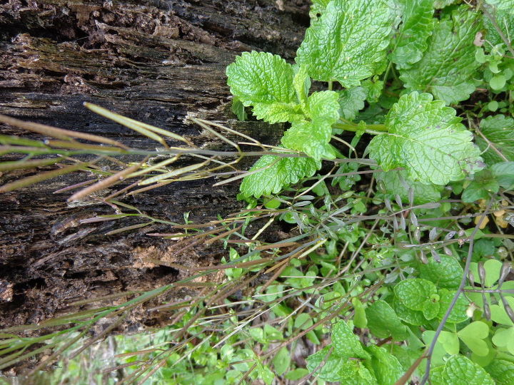 q i have another plant i would like identification, gardening, plant id, The spikes are laying on side it is growing with mints I also have growing