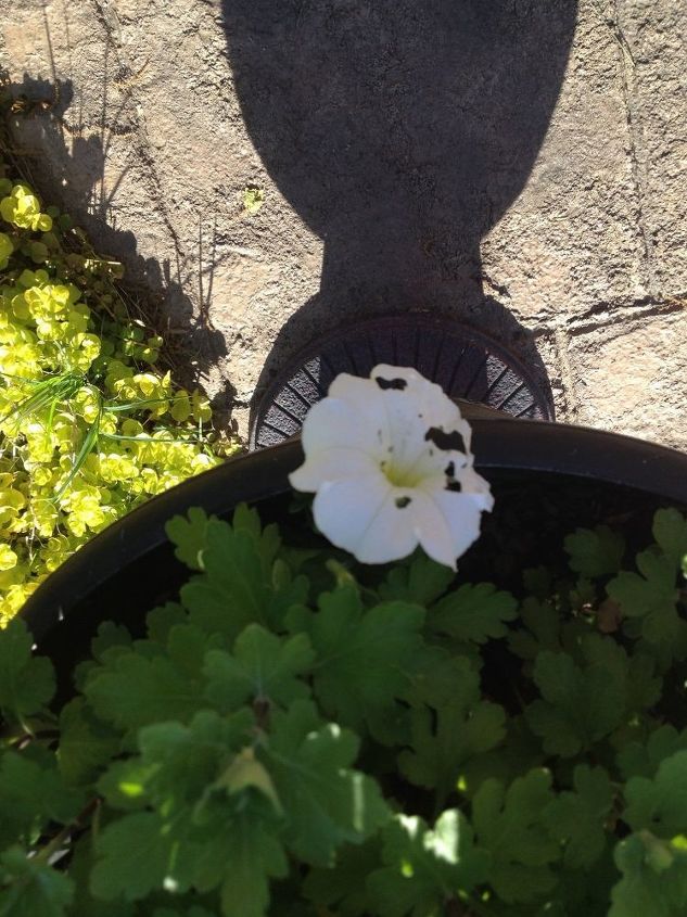 q holes in my petunias, flowers, gardening, plant care