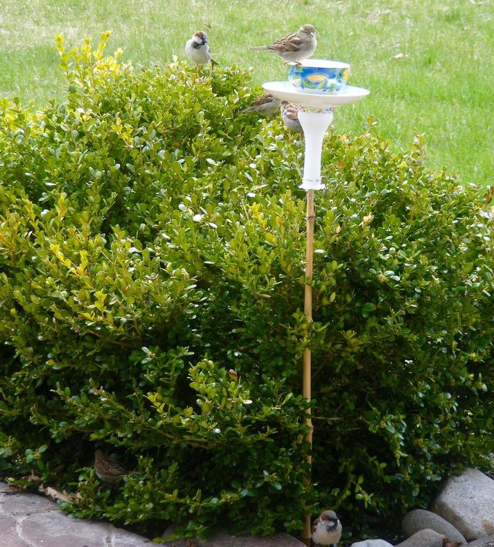 goodwill bird feeder for booboo, animals, crafts, how to, pets animals