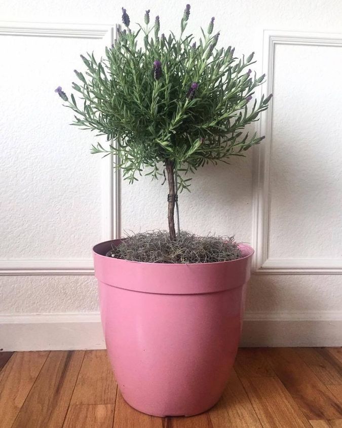 plastic pink flower pot gets a face lift