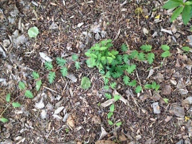 q plant or weed , gardening