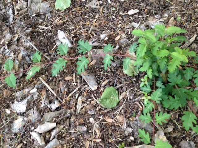 q plant or weed , gardening
