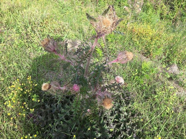 q strange flowers, gardening