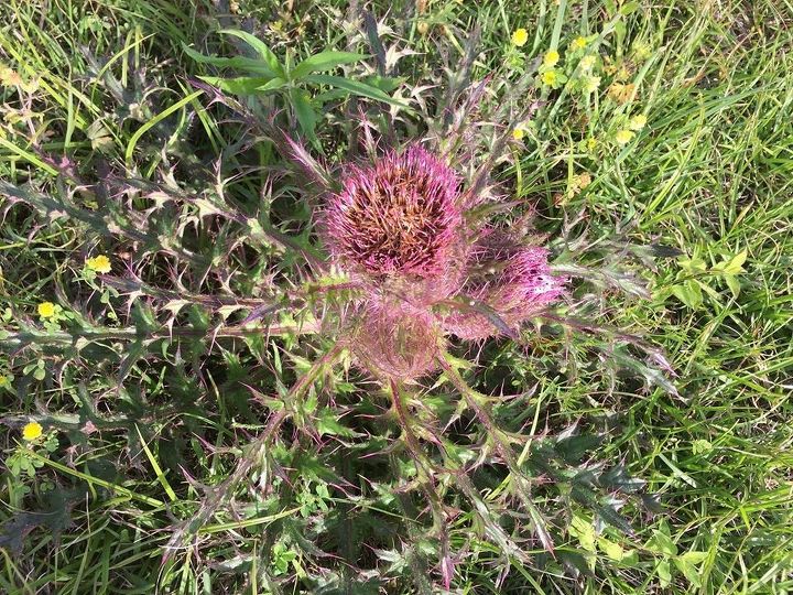 q strange flowers, gardening