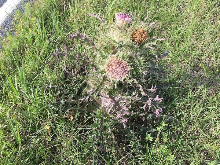 q strange flowers, gardening