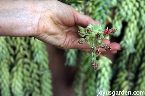 how to care for propagate burro s tail, container gardening, flowers, gardening, how to, succulents