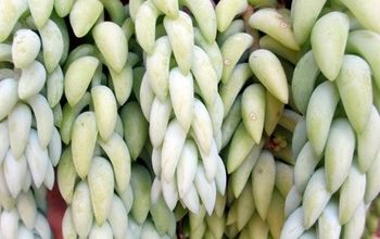 How To Care For & Propagate Burro's Tail