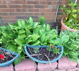 q lantana s reblooming, container gardening, flowers, gardening, perennial