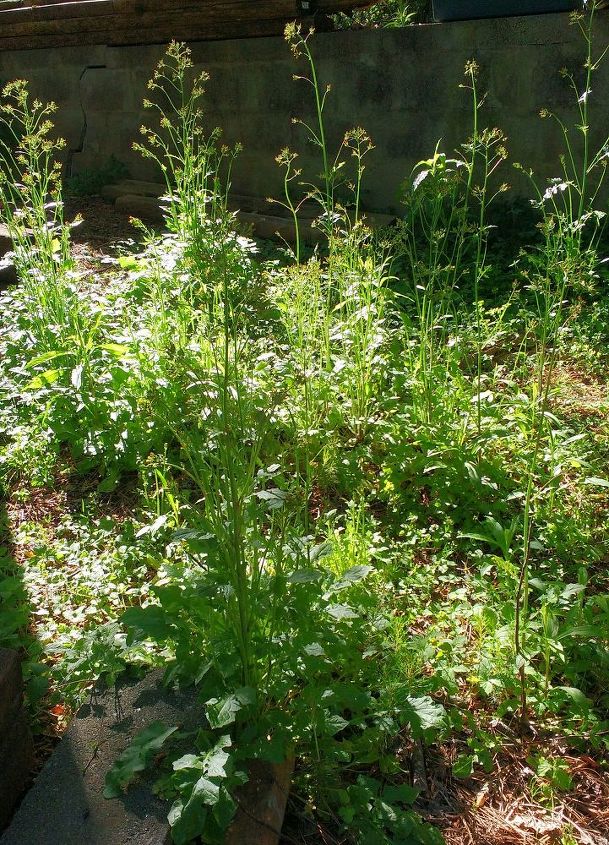 q are these plants dandelions after the flowers have gone , gardening, plant id