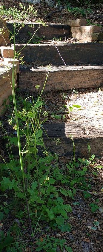 q are these plants dandelions after the flowers have gone , gardening, plant id