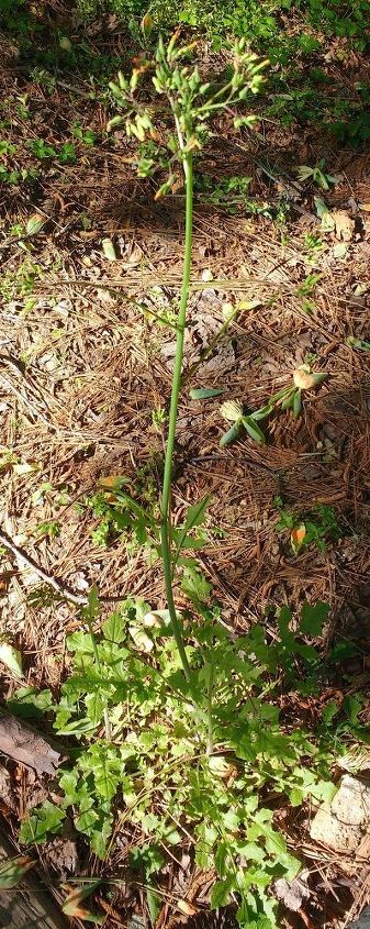 essas plantas so dentes de leo depois que as flores desapareceram