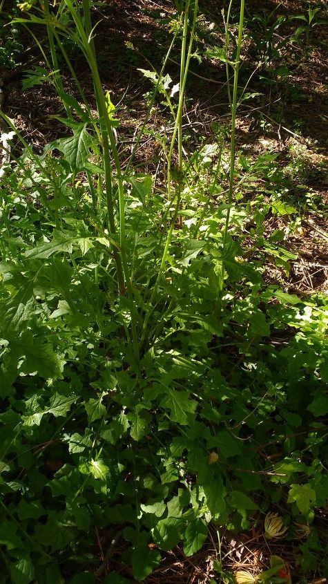 q are these plants dandelions after the flowers have gone , gardening, plant id