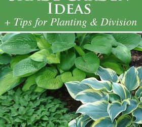 shade gardening how to use hostas to best advantage, gardening, how to, perennial