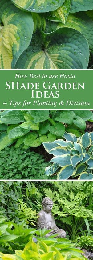 jardineria de sombra como utilizar las hostas de la mejor manera posible