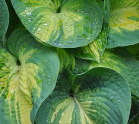 shade gardening how to use hostas to best advantage, gardening, how to, perennial