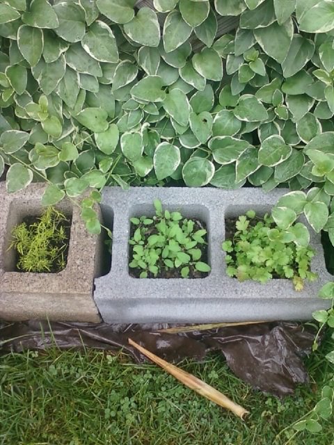 She Stacks A Colorful Row Of Cinder Blocks In The Garden A Few