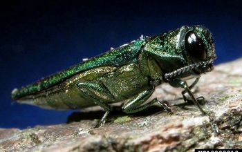 DIY Emerald Ash Borer Treatment