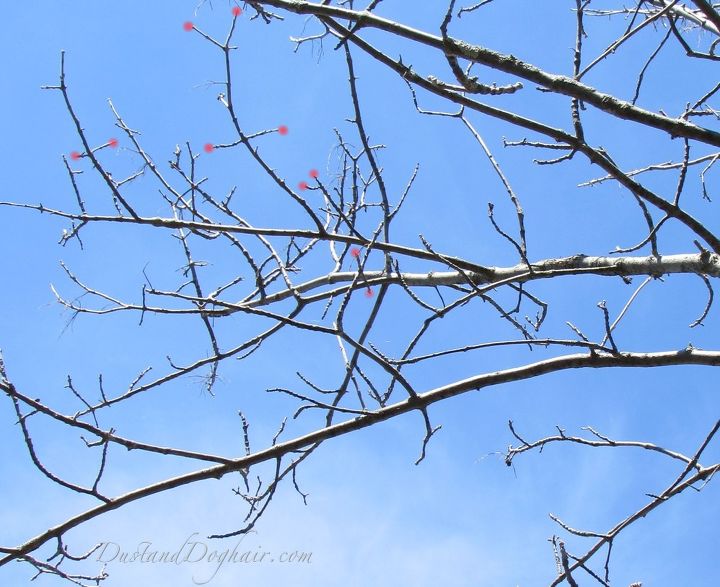 tratamiento del barrenador esmeralda del fresno, Los puntos rojos ilustran las ramas opuestas