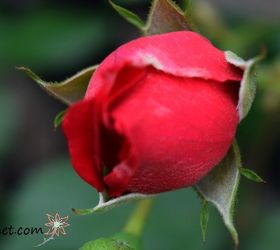 6 consejos probados para cultivar las rosas más grandes y sanas de la historia