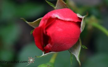 6 consejos probados para cultivar las rosas más grandes y sanas de la historia