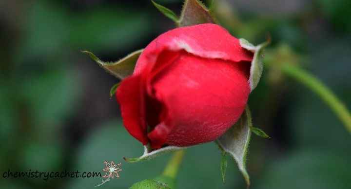 6 consejos probados para cultivar las rosas mas grandes y sanas de la historia