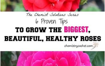 6 Proven Tips For Growing The Biggest, Healthiest Rose Blooms Ever!