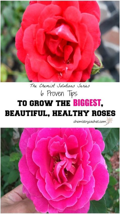 6 consejos probados para cultivar las rosas ms grandes y sanas de la historia