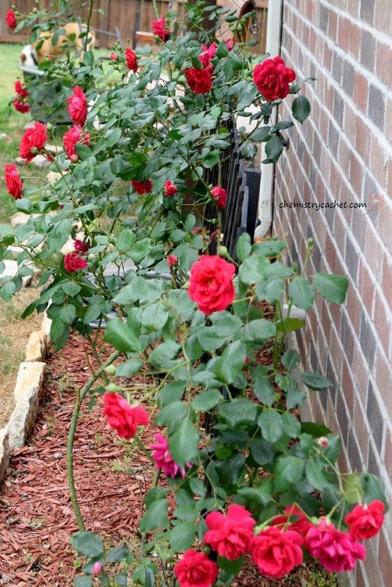 6 consejos probados para cultivar las rosas ms grandes y sanas de la historia