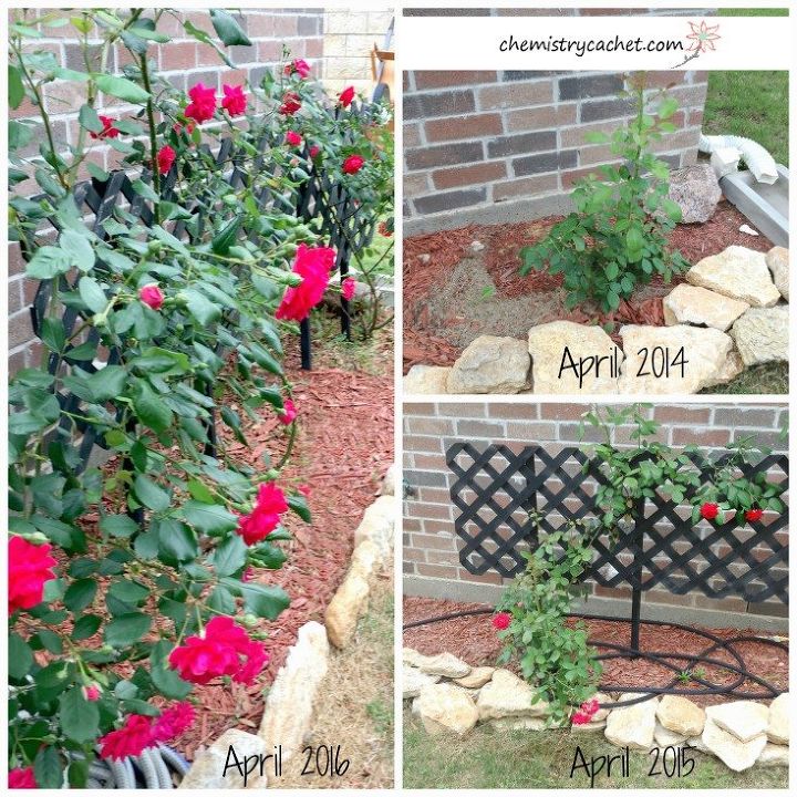 6 proven tips for growing the biggest healthiest rose blooms ever , flowers, gardening
