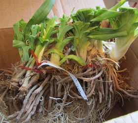 planting bare root day lilies, flowers, gardening, how to