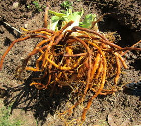 planting bare root day lilies, flowers, gardening, how to